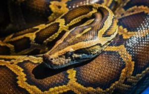 Seis curiosidade sobre a cobra Píton