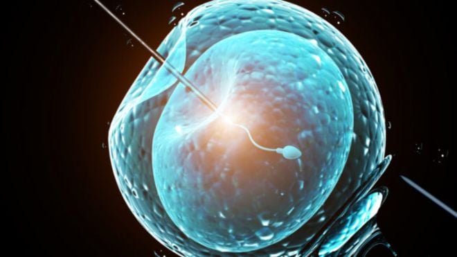 Inseminação artificial: Confira as principais perguntas e respostas sobre o tema