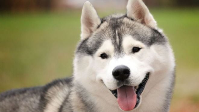 Husky Siberiano: Curiosidades e cuidados com esta raça