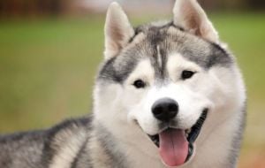 Husky Siberiano: Curiosidades e cuidados com esta raça