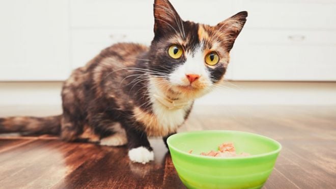 5 alimentos de humanos que também podem ser consumidos por gatos