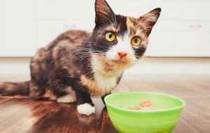 5 alimentos de humanos que também podem ser consumidos por gatos