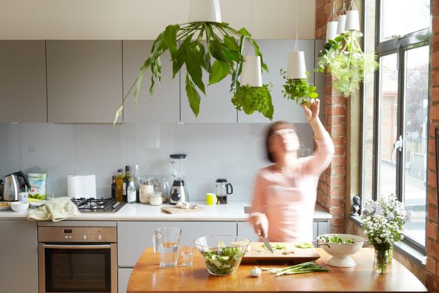 Plantas na cozinha:  Confira ótimas opções para o ambiente. 