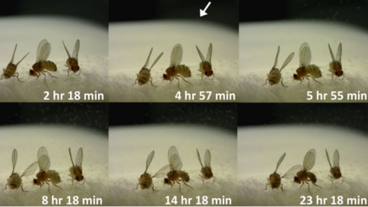 Fungo bizarro transforma moscas em “zumbis”. Conheça o Entomophthora muscae.
