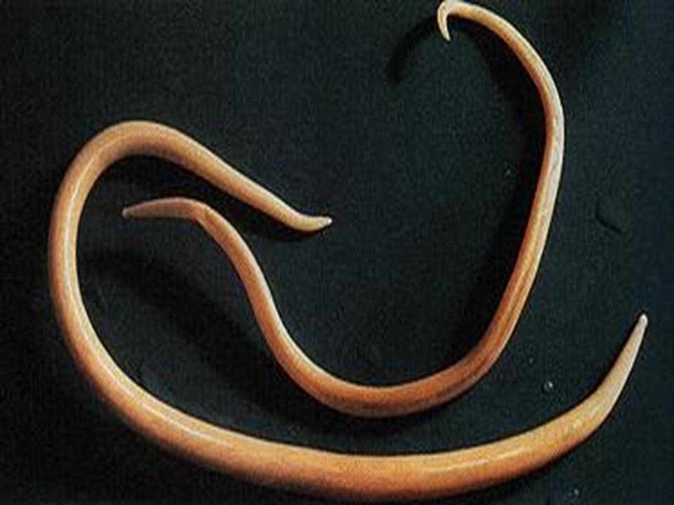 Dicas de biologia para o Enem: Tudo sobre os Nematódeos