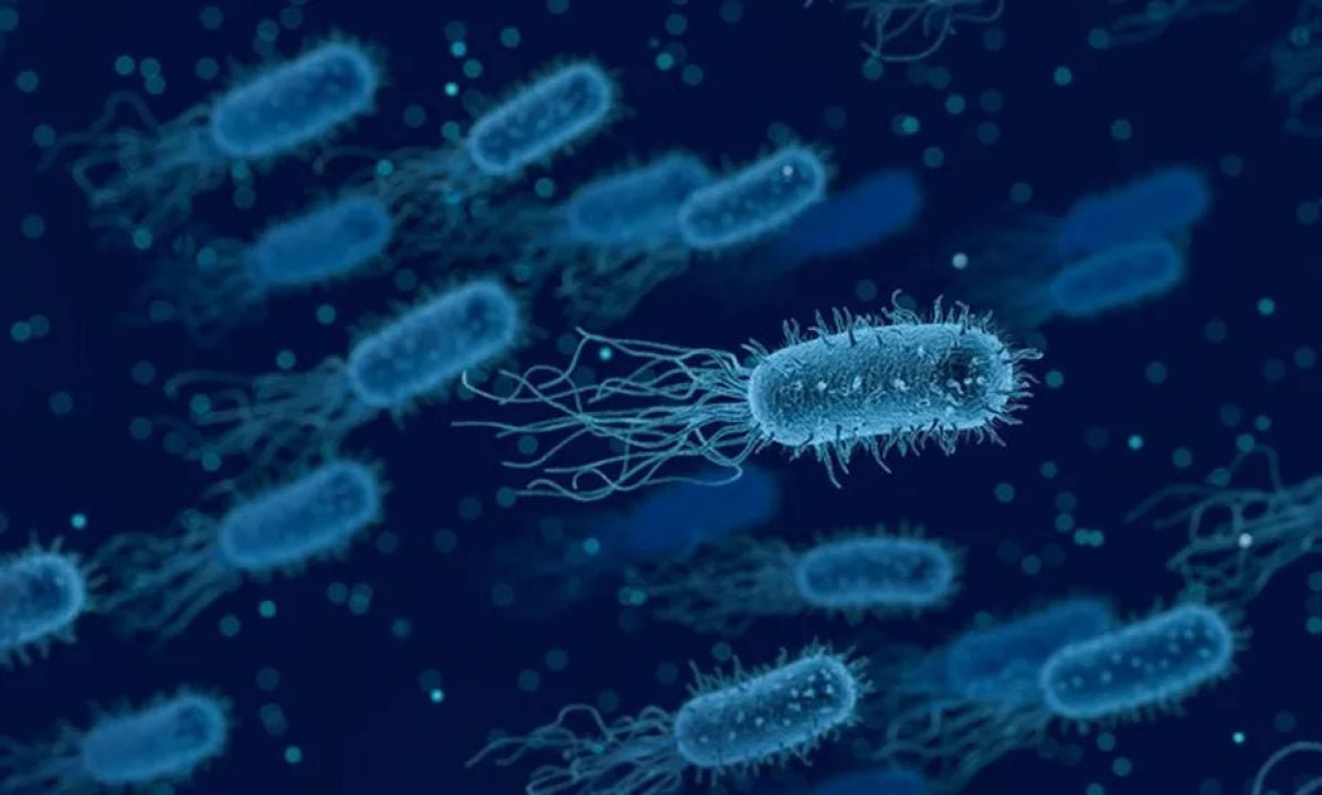 Entenda as principais diferenças entre infecção Viral e Bacteriana