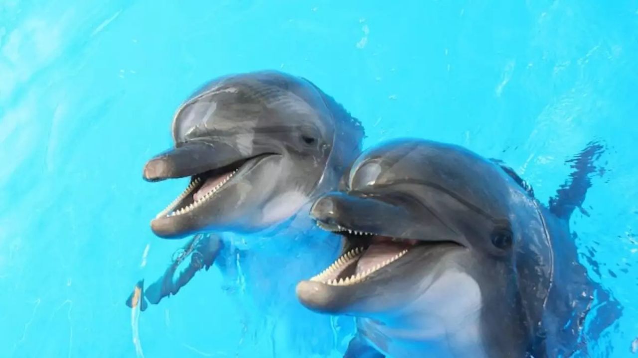 Comportamentos bizarros: 6 animais que fazem coisas parecidas com a de humanos