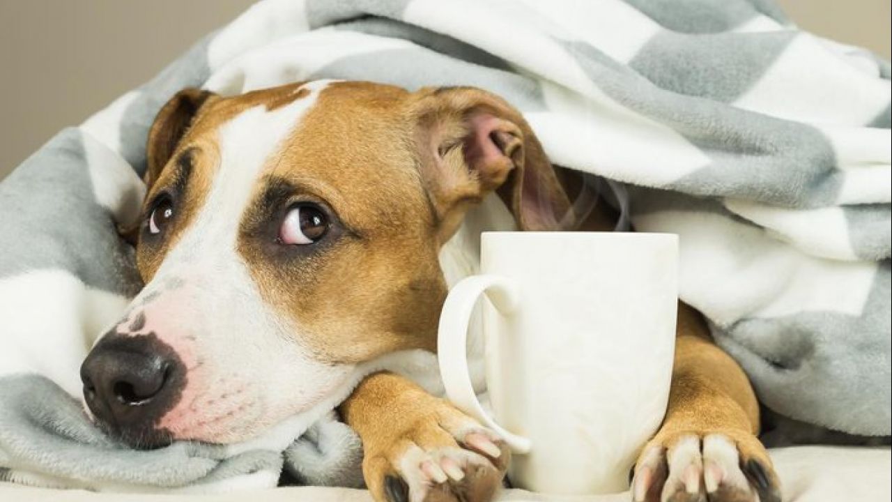 Como fazer para proteger o cachorro do frio?