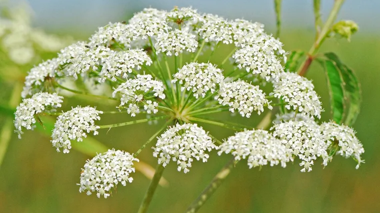 Plantas Mortais: 5 espécies venenosas que você precisa conhecer para sua segurança