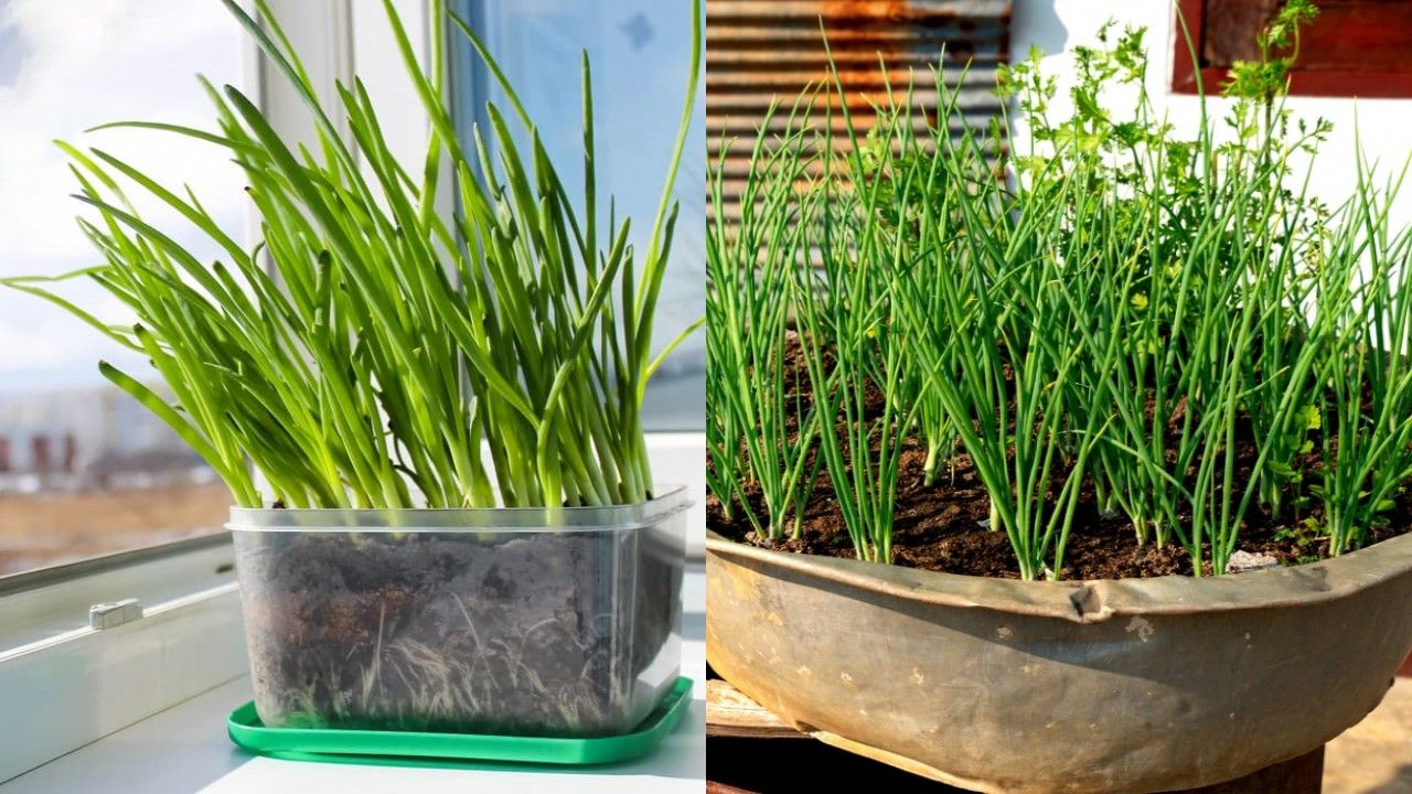 Como plantar cebolinha em casa: Do cultivo à colheita