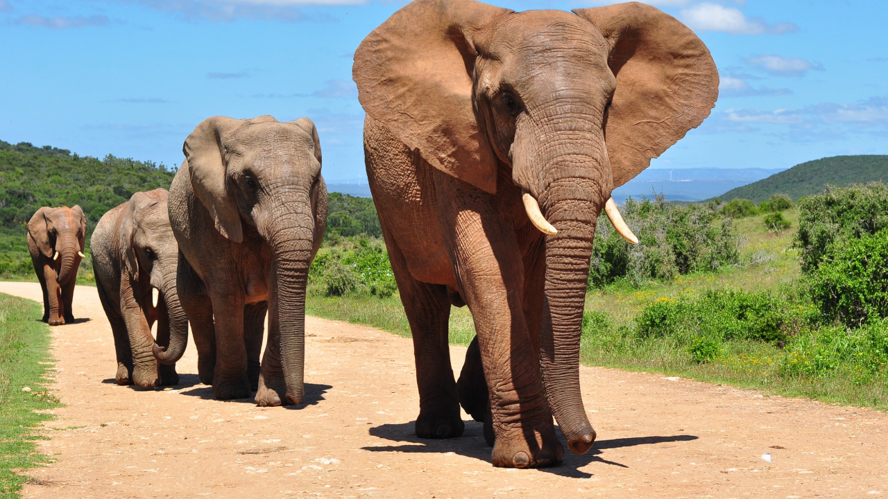 4 Animais mais fortes do planeta: Conheça estas impressionantes criaturas da natureza