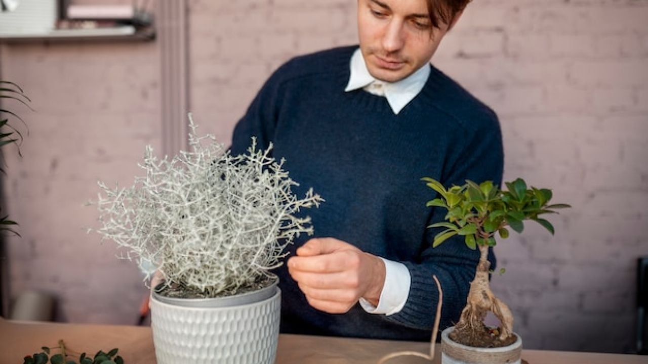 Plantas Murchas: 7 Técnicas eficazes que poucos conhecem para recuperá-las