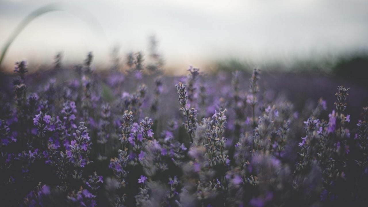 Plantas que melhoram o sono: 6 Espécies que purificam o ar e combatem a insônia