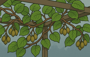Kiwi: Descubra a verdadeira planta por trás da fruta e os benefícios surpreendentes para sua saúde
