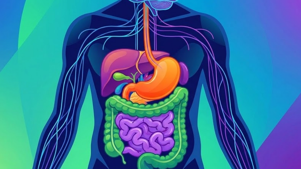 70 bilhões de células morrem por dia: Os fatos bizarros do seu corpo