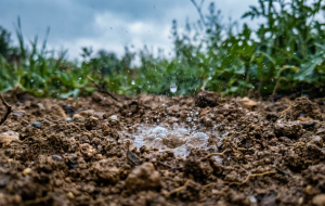Petricor: Ciência explica por que adoramos cheiro de chuva 
