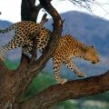 Leopardo Selvagem