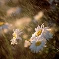 Chuva nas flores