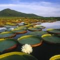 Vitória regea Amazonas