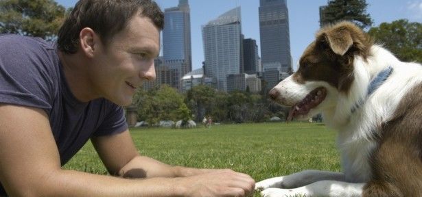 Acariciar cachorros pode ajudar no tratamento para doentes do coração