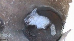Resgate de gato enterrado vivo em concreto