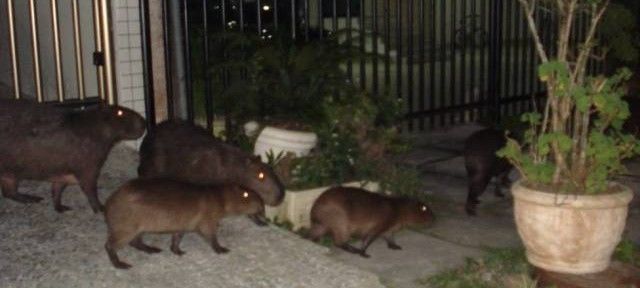 Família de capivaras é flagrada passeando pelas ruas do Rio de janeiro