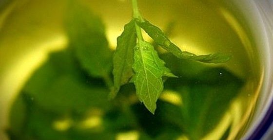 Chá verde por reduzir risco de câncer em mulheres