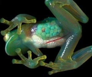 Centrolenidae