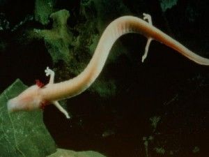 Proteus-anguinus