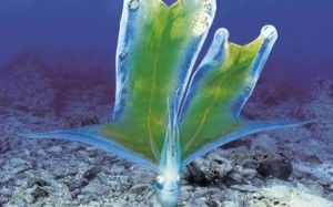 Tremoctopus violaceus
