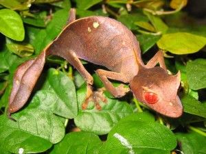 Uroplatus phantasticus