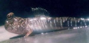 peixe com pernas