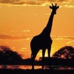 Estreitando os laços de turismo entre Brasil e África do Sul