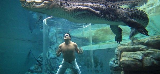 Turistas podem mergulhar na Austrália em uma “gaiola da morte”