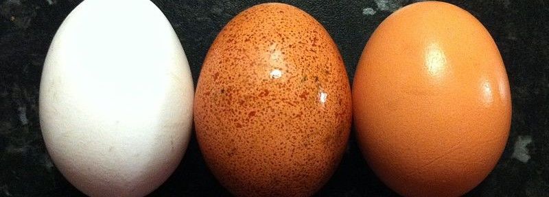 Confira os diferentes tipos de ovos