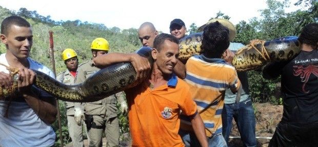 Moradores resgatam sucuri de seis metros no MT