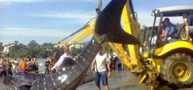 Tubarão-baleia é encontrado morto em Santa Catarina
