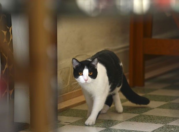 gato-recebe-voto-no-mexico