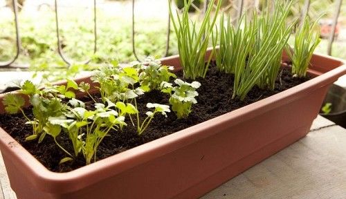Como plantar temperos frescos em casa