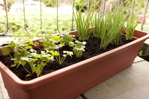 Como plantar temperos frescos em casa