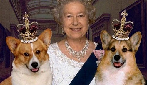 Livro revela que cães da família real da Inglaterra comem pratos finos e são servidos por garçons.