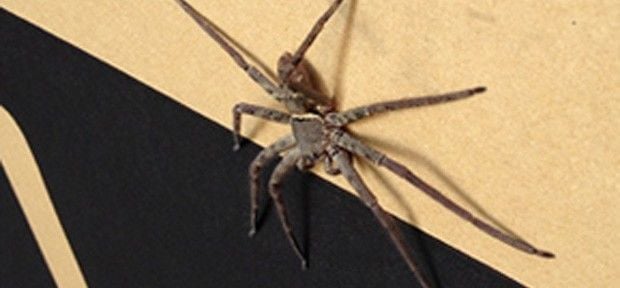 Britânico encontra 'aranha gigante' em caixa de encomenda de Taiwan