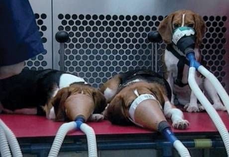 laboratorios-testes-em-animais-poderao-ser-fechados