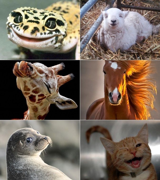 memes-animais-fotogenicos