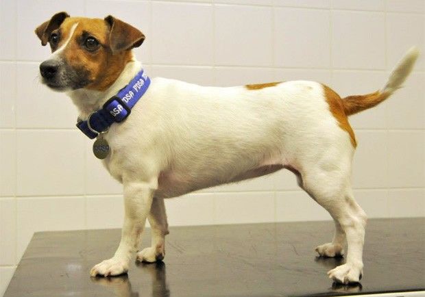 cadela-perde-3-kg-e-vende-concurso-pet-fit-club