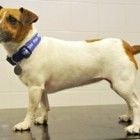 Medida Certa Animal: Cadela perde 3kg e vence concurso no Reino Unido