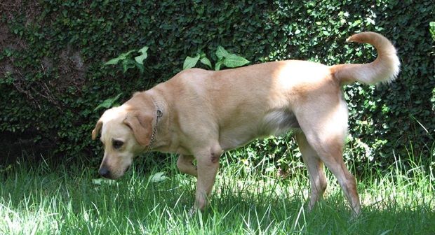 coisas-incriveis-caes-conseguem-farejar