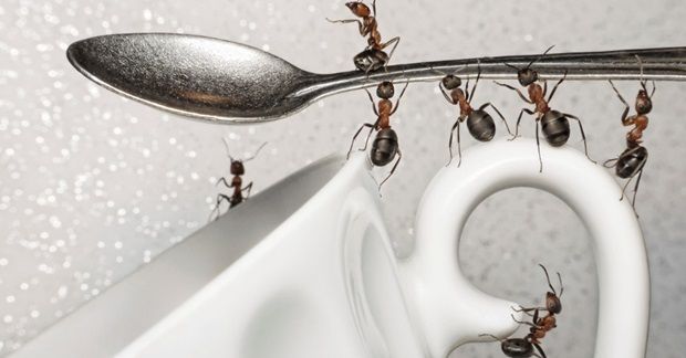 formigas-na-cozinha-saiba-como-acabar