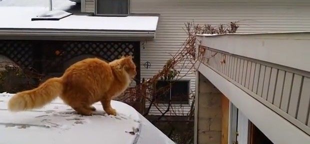 Gato atrapalhado vira meme ao escorregar em tentativa de salto no gelo