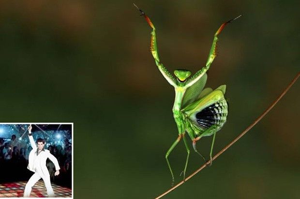 louva-a-deus-dançarino